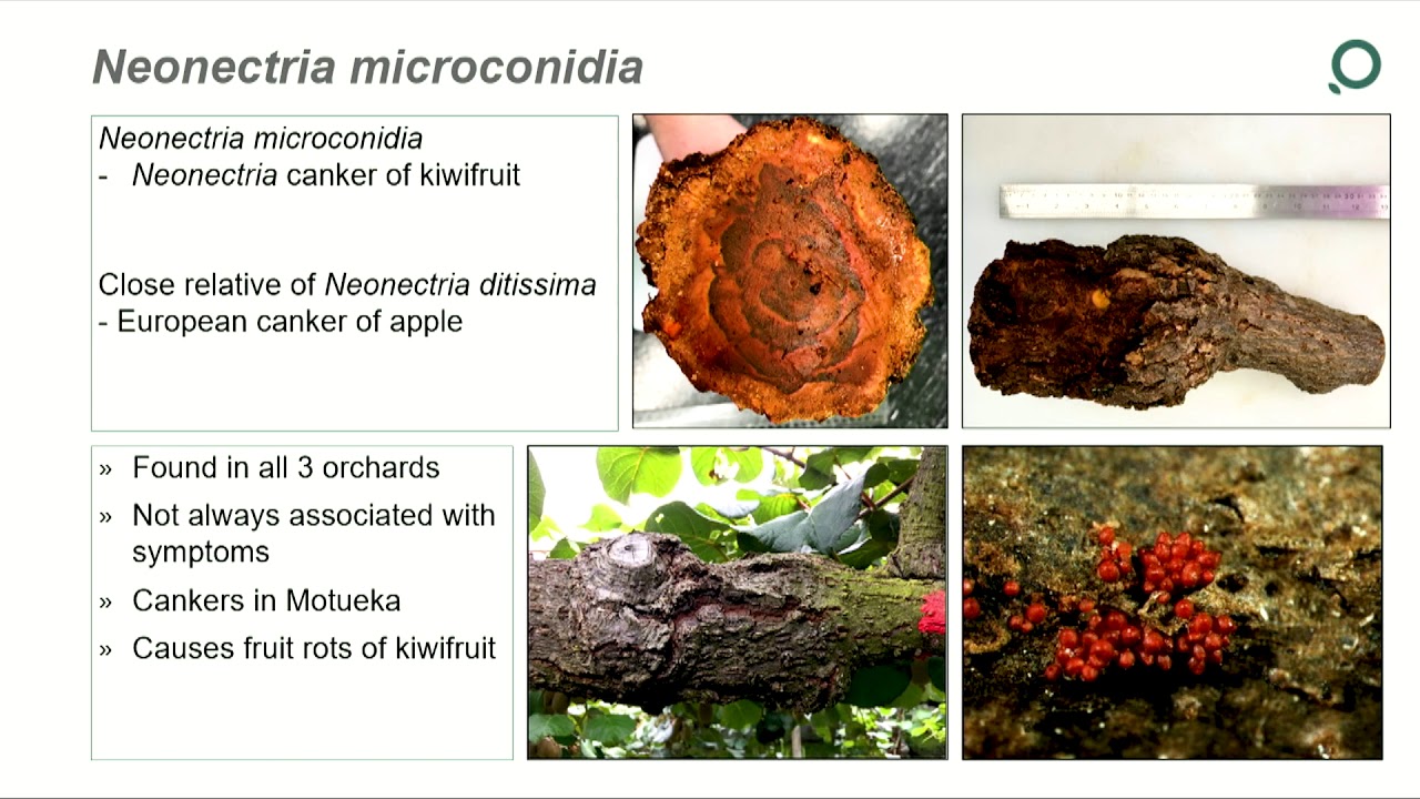 Kiwifruit Trunk Disease: understanding our biodiversity and risk - Joy Tyson, Plant & Food Research
