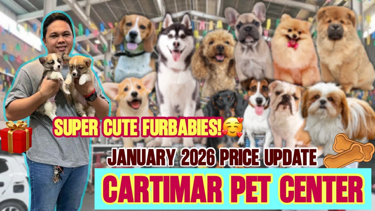 JANUARY 2026  UPDATED CARTIMAR PET PRICELIST + GIVEAWAY! CUTE & PURE BREED PUPPIES *MUST WATCH*