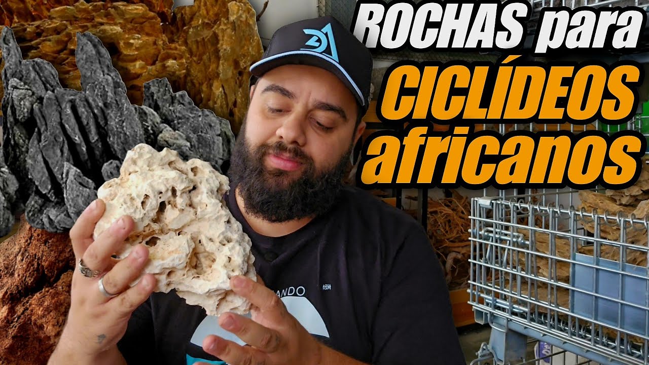 ROCHAS PARA CICLÍDEOS AFRICANOS - DICAS PARA INICIANTES