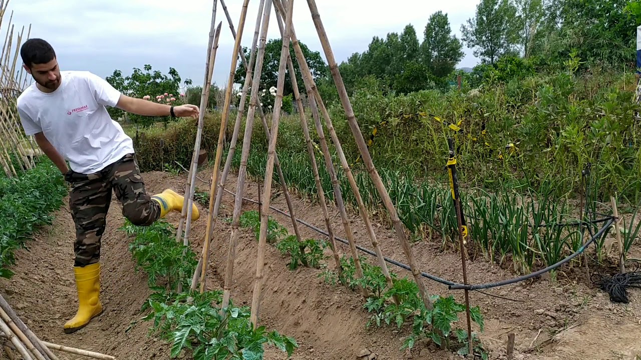 Cómo poner las cañas a las tomateras paso a paso/ guiado de los tomates