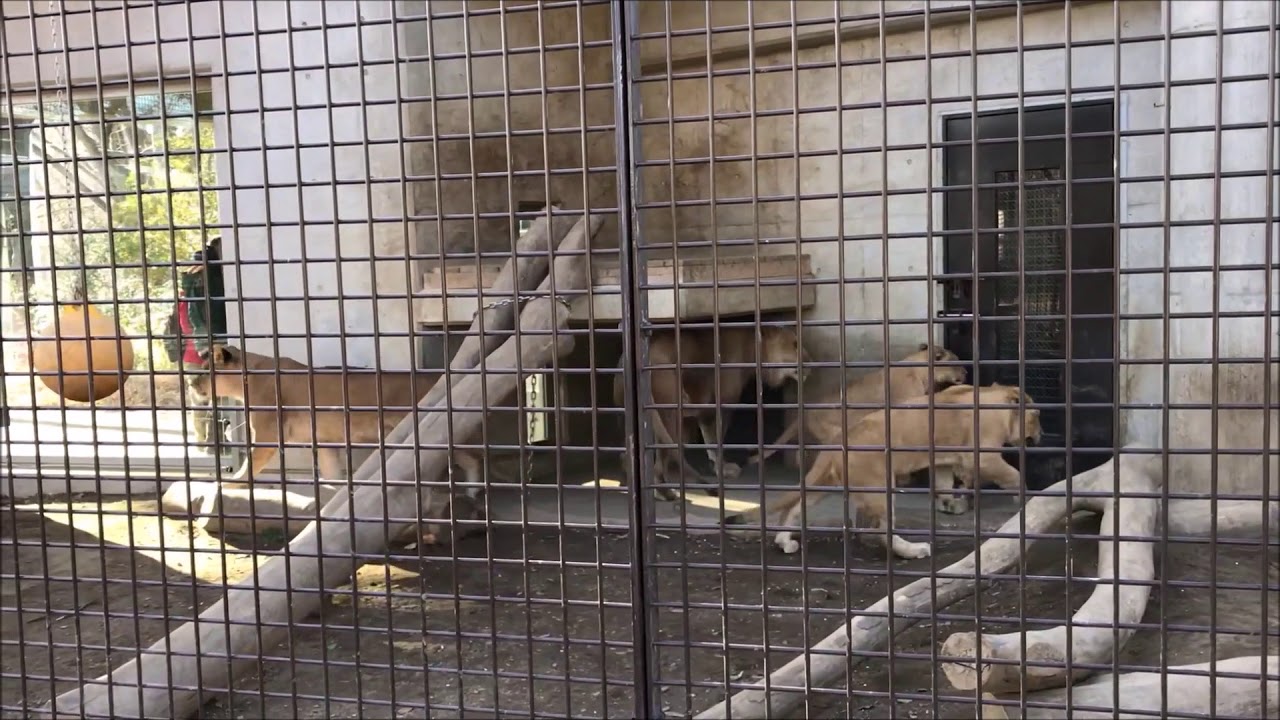 みんな待ってる ご飯キター！ in 桐生が岡動物園