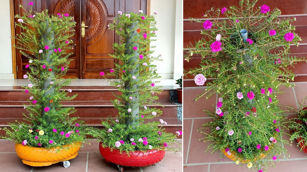Brilliant idea, Grow Moss Rose (Portulaca Grandiflora) from Cuttings in PVC Pipes