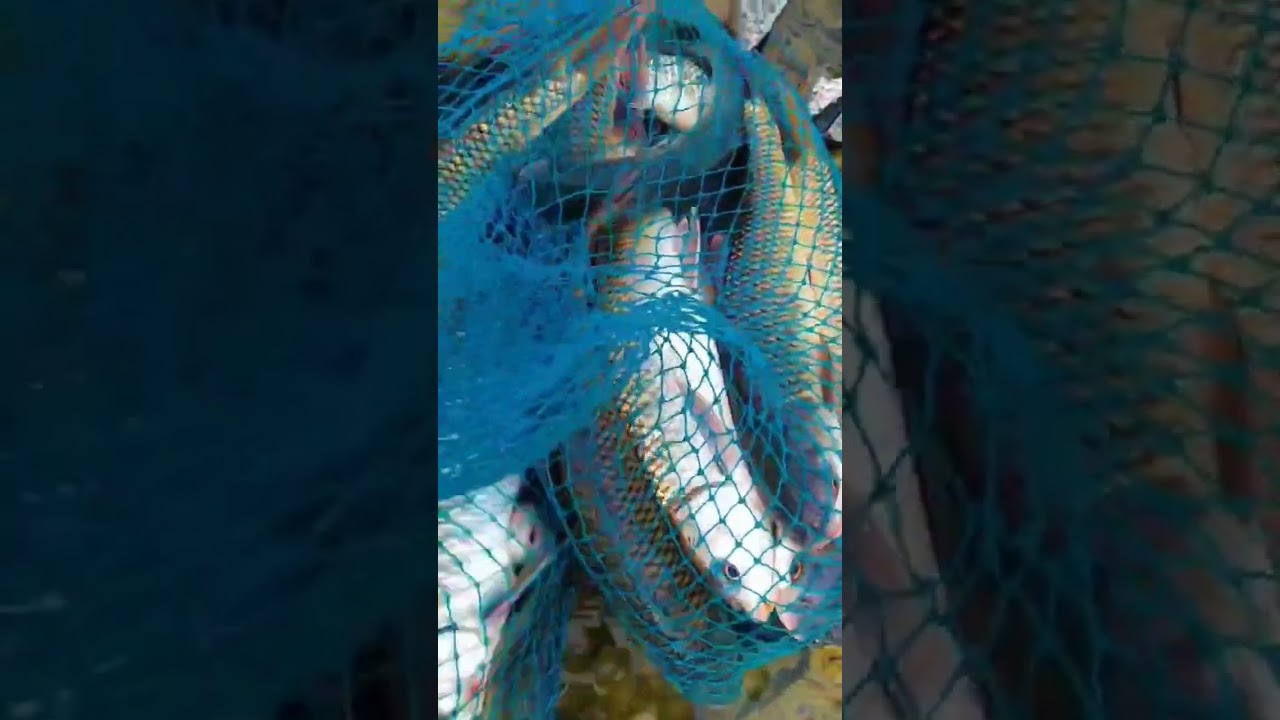 ⚡ Monster Haul! Net Bursting with Flapping Fish! 🐠🔥#BigFish #FishingDaily#NetOverflow#FishingMoments