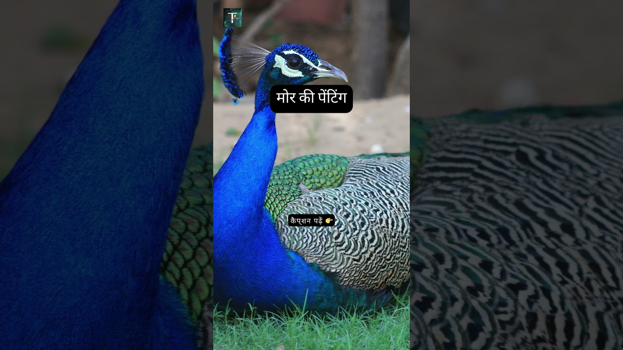 Attract Prosperity with Vastu Painting of Peacock 🦚 | Positive Energy & Good Fortune