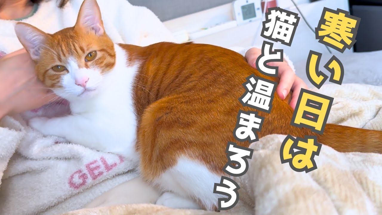 寒くなってきた休日を甘えん坊猫と過ごす｜久しぶりのあご洗いでご機嫌が…