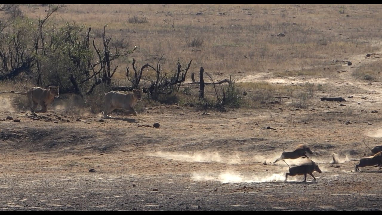Hunting Lionesses Gets Humiliated By Pumbas