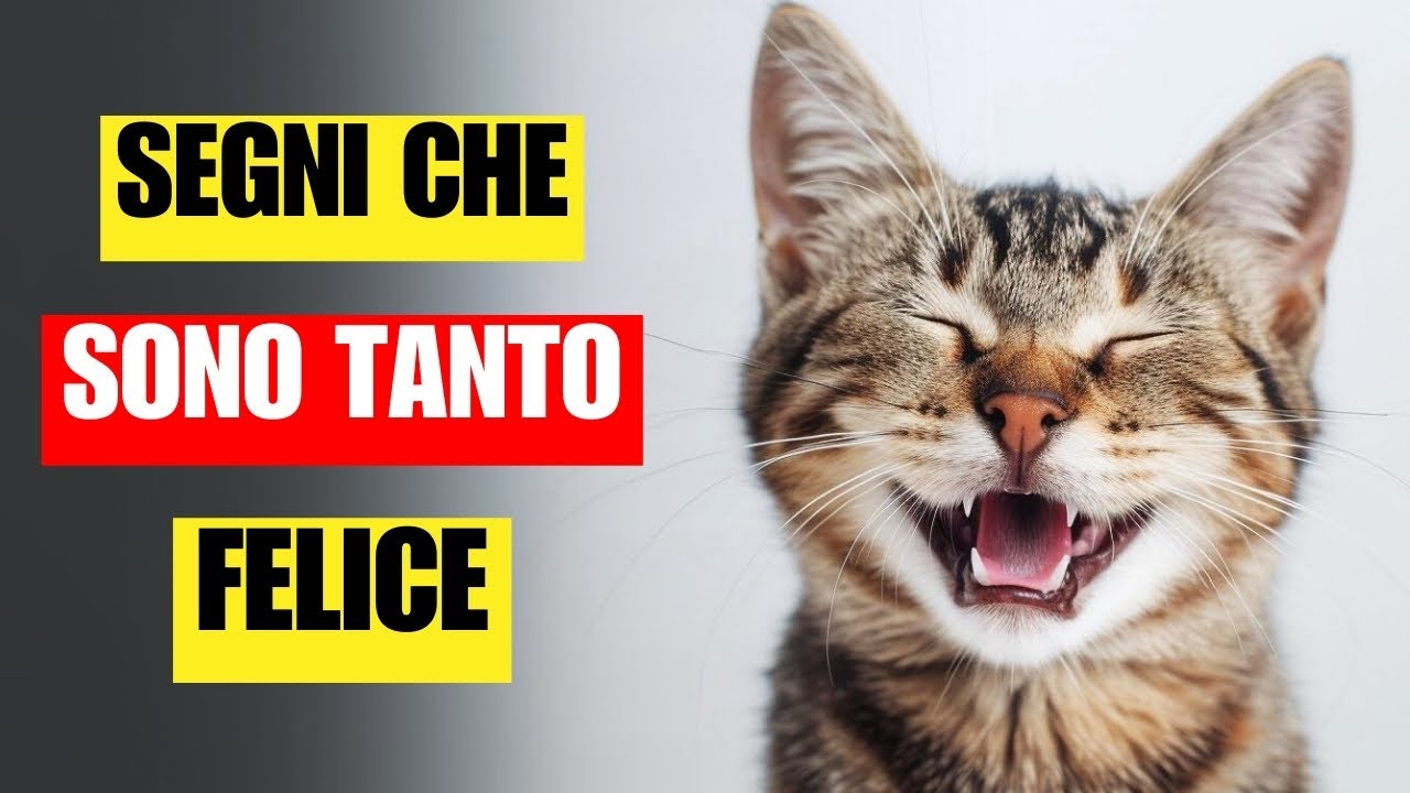 16 segni che il vostro gatto è davvero felice e sano