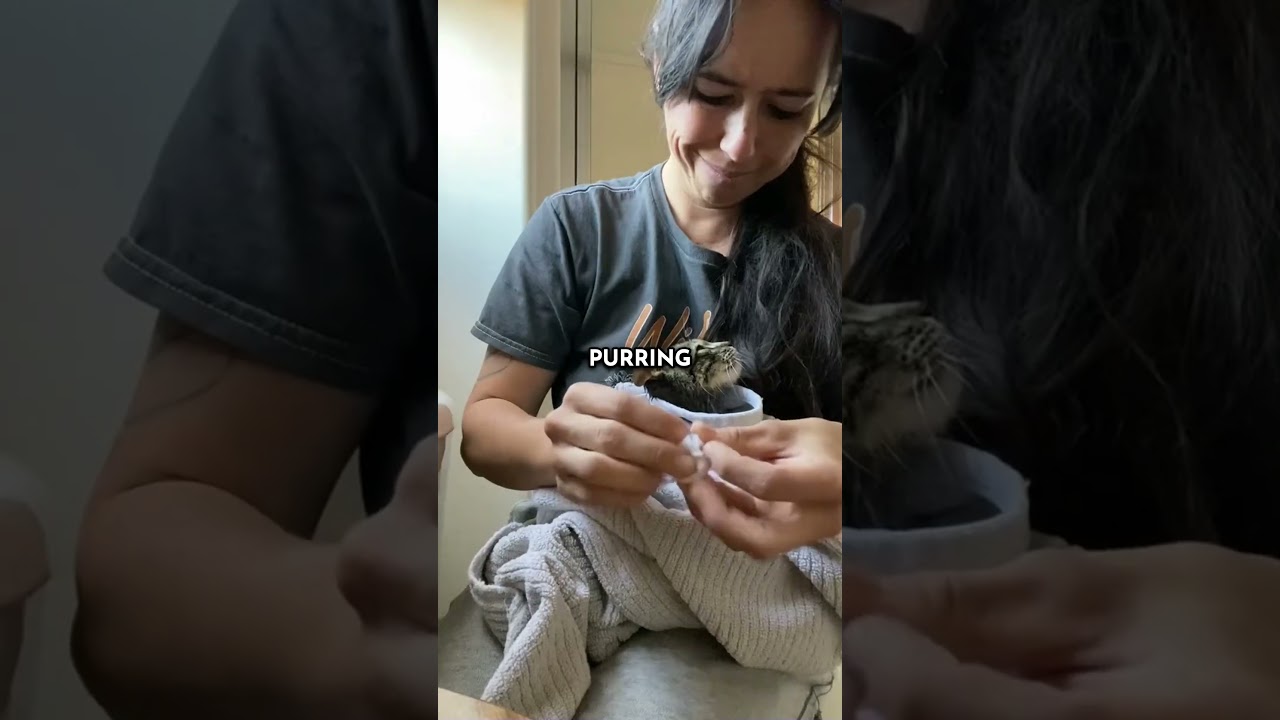 Rescued Cat Gets Happy Ending