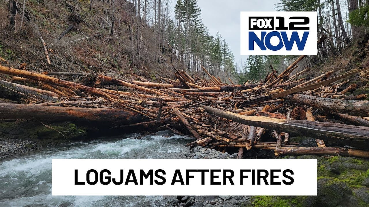 Damaged trees from Oregon wildfires are causing logjams on waterways