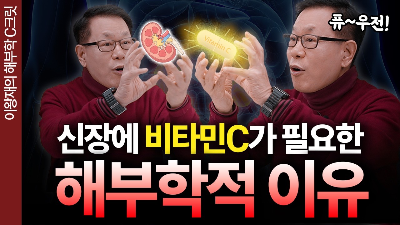 신장에 비타민C가 필요한 해부학적 이유!🫘