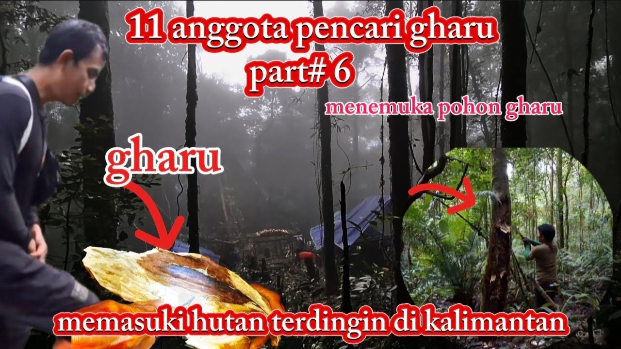 11 anggota pencari gharu PART #6 menemukan pohon gharu #hutan #kayugaharu