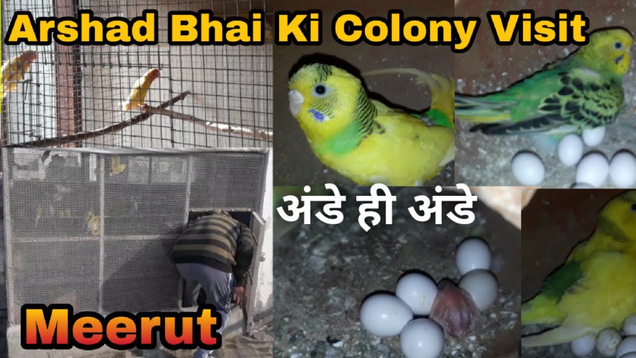 100 Budgies Breeding Progress Colony Visit Mr. Arshad Nawaz, Meerut (UP) अंडे ही अंडे
