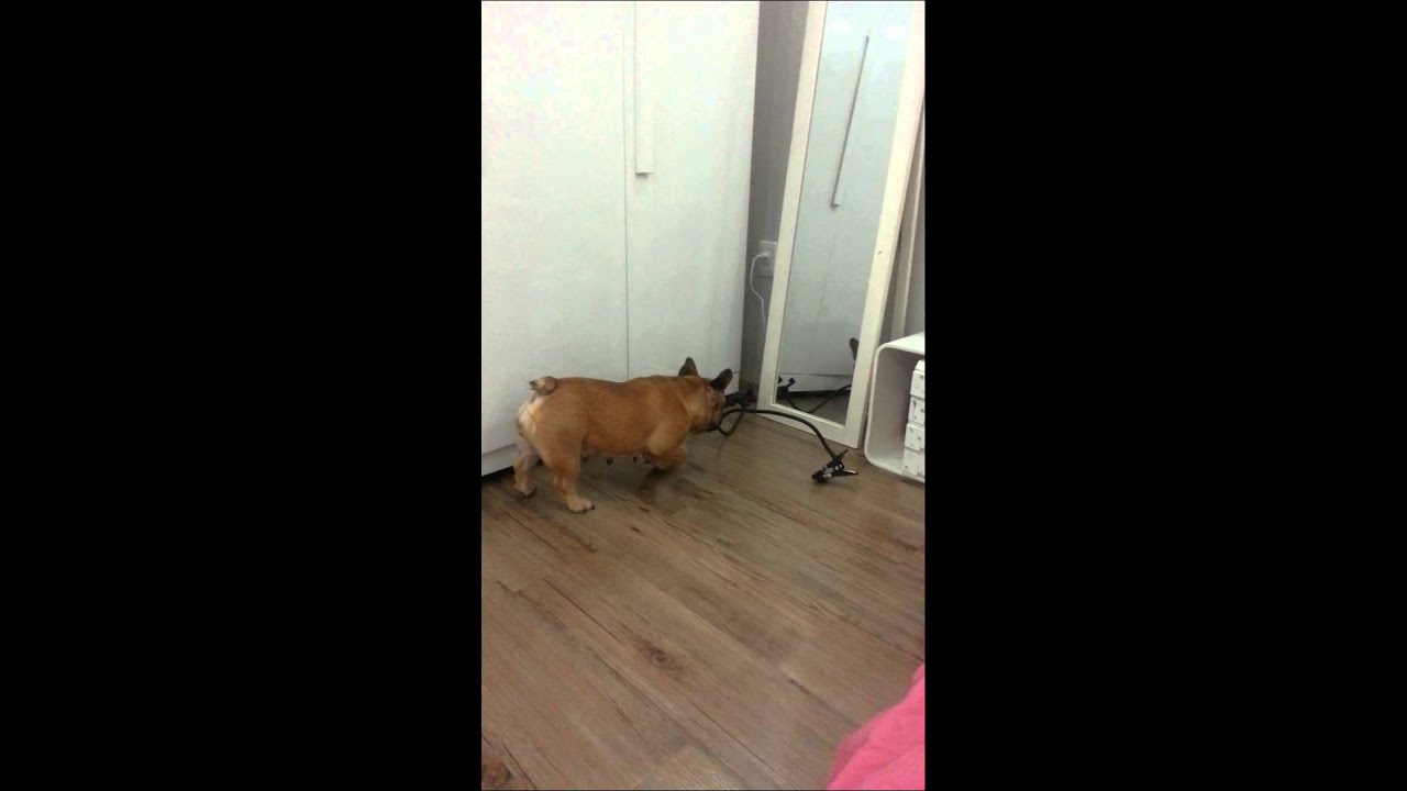 Playtime french bulldog bambi