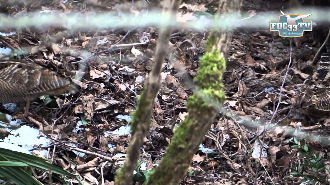 FDC 33 TV - le biotope des bécasses