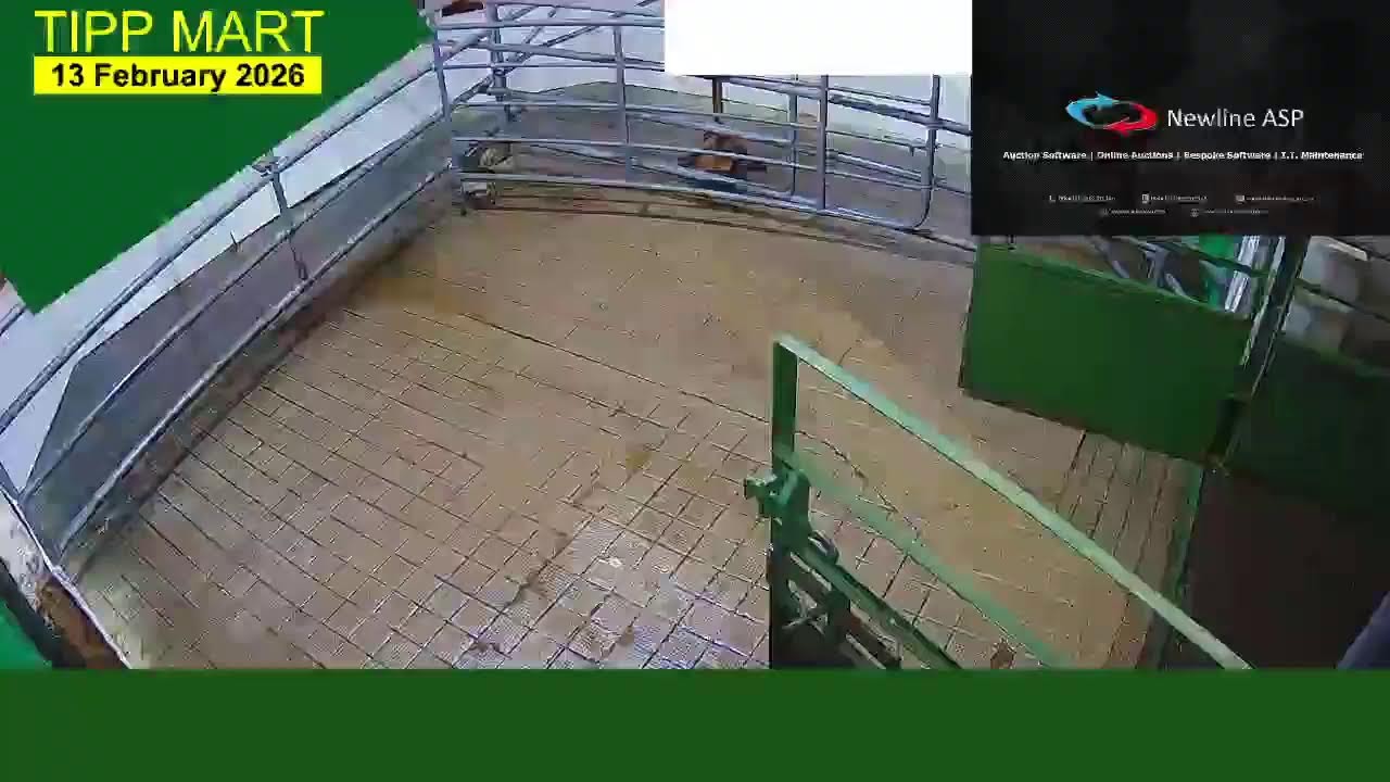 TIPPERARY TOWN MART,  13 Feb 2026 cattle