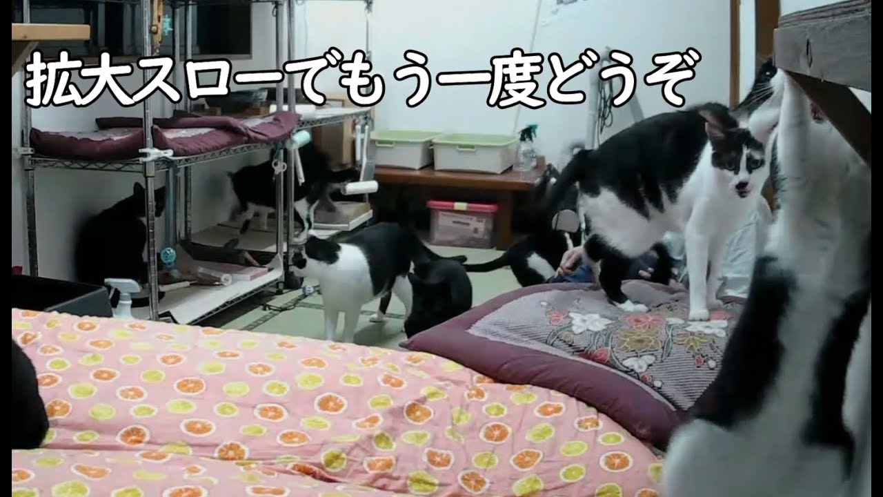 チニくん落ちました
