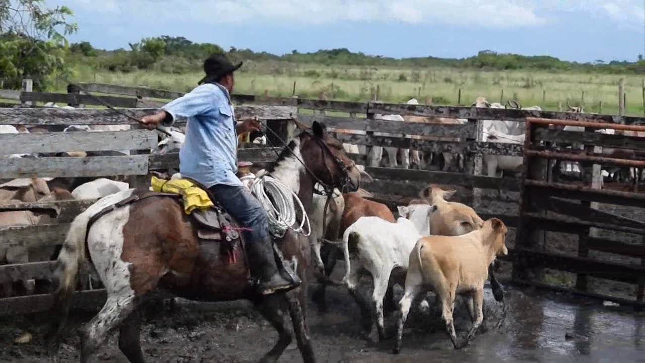 Trabajo de Llano