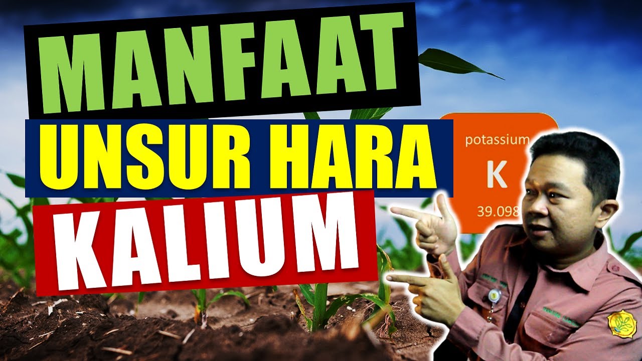 Seri Pemupukan 5#. Manfaat Unsur Hara Kalium Bagi Tanaman Beserta Pupuk Yang Beredar Di pasaran.