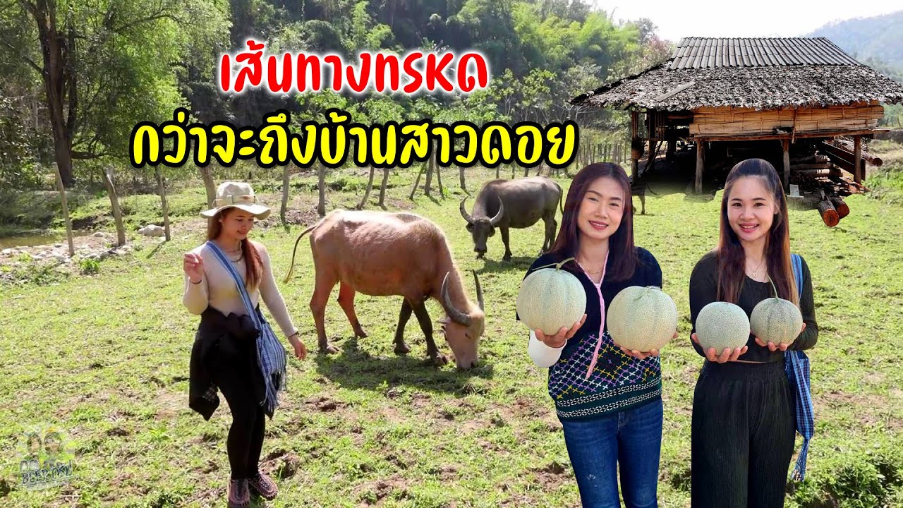 ขึ้นดอยบ้านแม่ลาก๊ะถนนโหดกว่าเดิมสัมผัสชนบทวิถีชีวิตผู้คนที่นี่ #ติดดอยหนาวกับสาวกะเหรี่ยง2