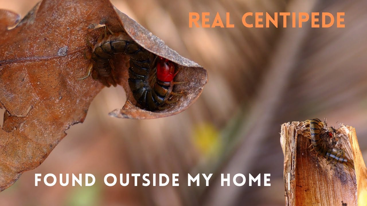 Real Centipede Found Outside My Home  | Nature Close-Up