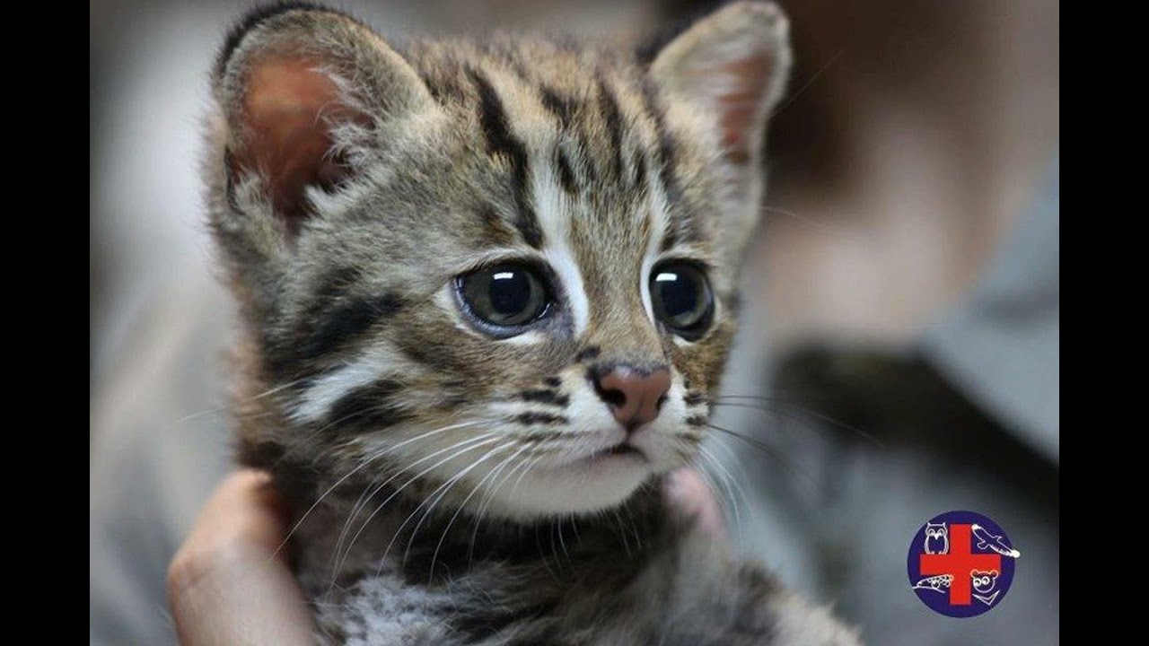 Taiwan's only remaining endemic cat species | Ep1
