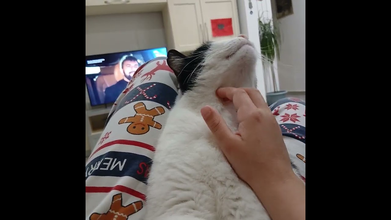 Ecco il mio gatto ve lo presento