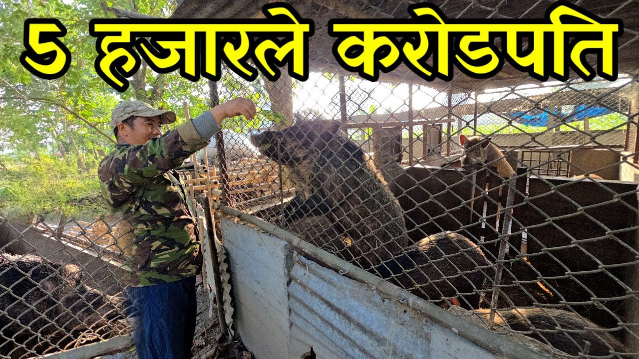 माटो र घाँस खुवाएर बँदेल साथै लोकल सुङ्गुर पाल्ने दुतराज अहिले करोड पति boar farming