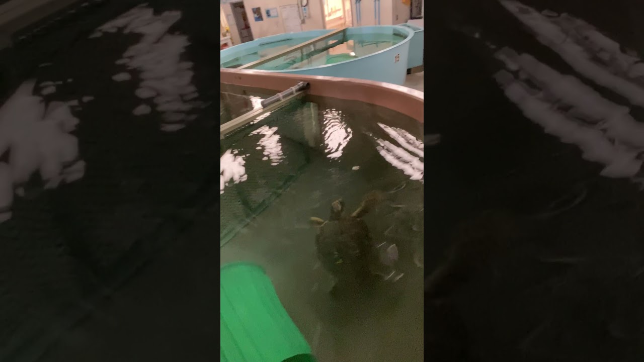 Virtual Visit: Sea Turtle Feeding w/ Alessia!