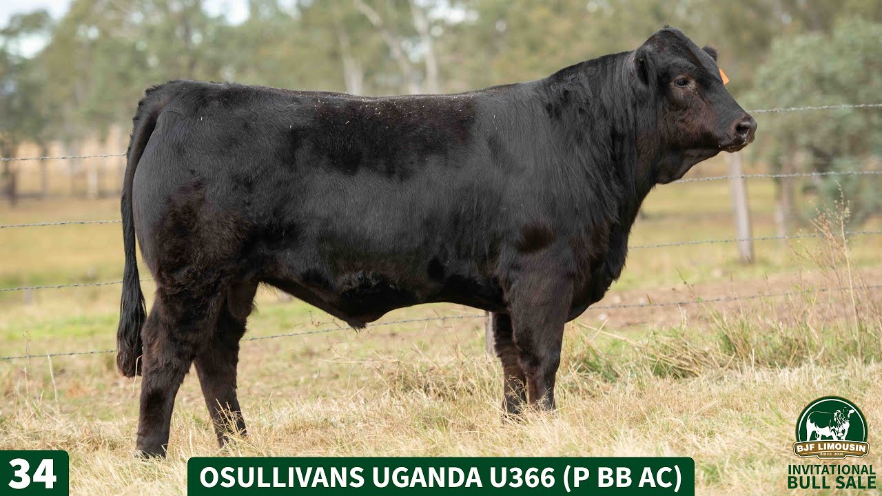 Lot 34 - OSULLIVANS UGANDA U366 (P BB AC)