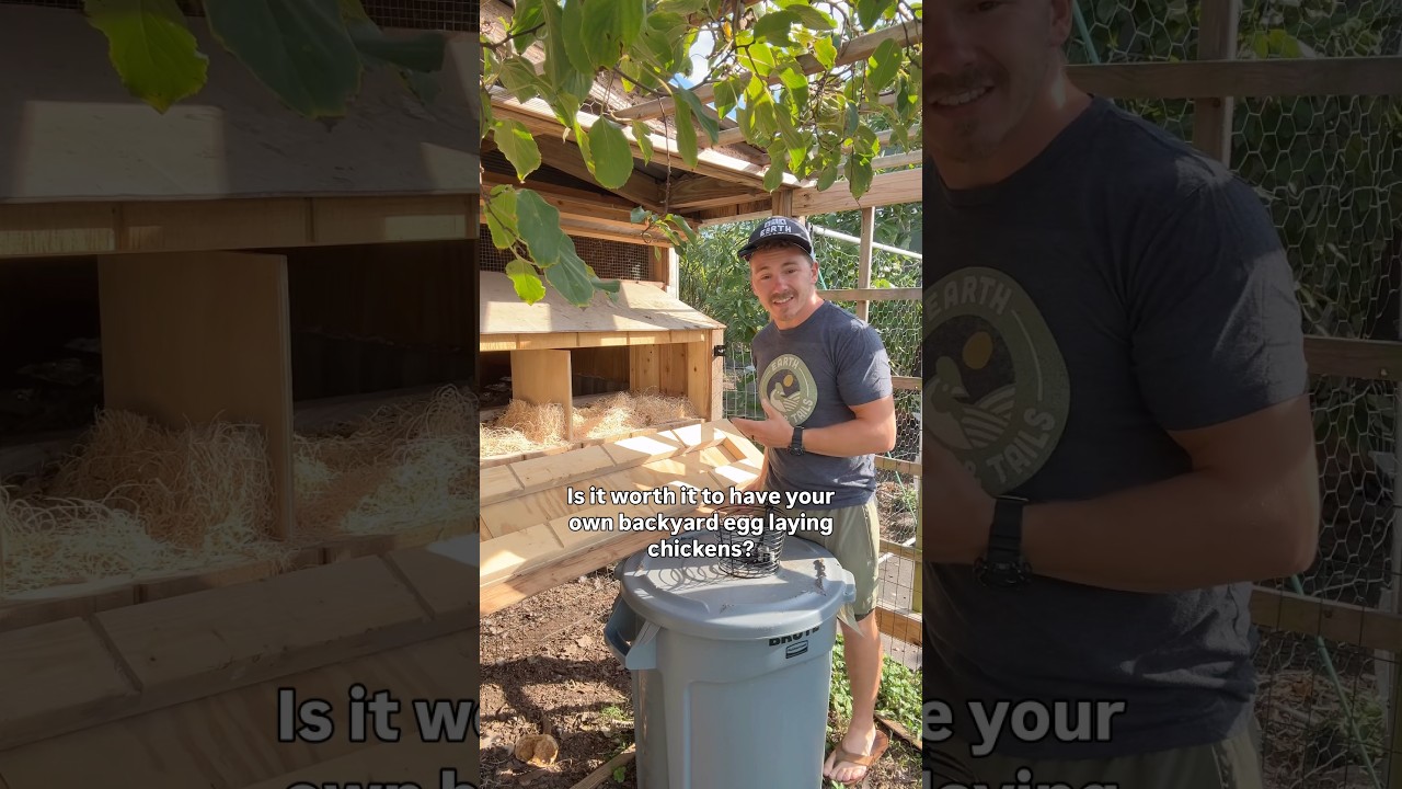 Are Backyard Chickens worth it? 🐣