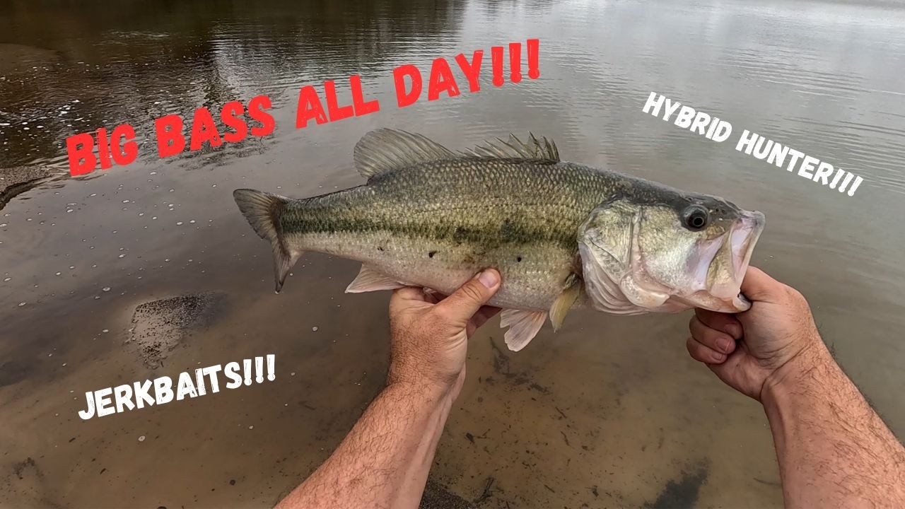 Crushed! The Bomber Long A, Hybrid Hunter, Bassmooch HC115, the Smithwick Rogue, and Other Lures!