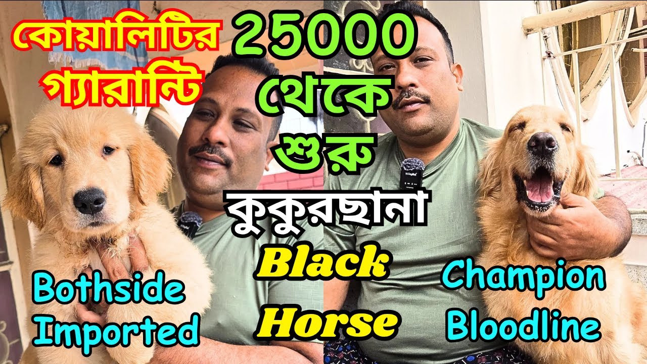 Best Golden Retriever Kennel in Kolkata । Import Quality Champion Bloodline । Dog Market in Kolkata