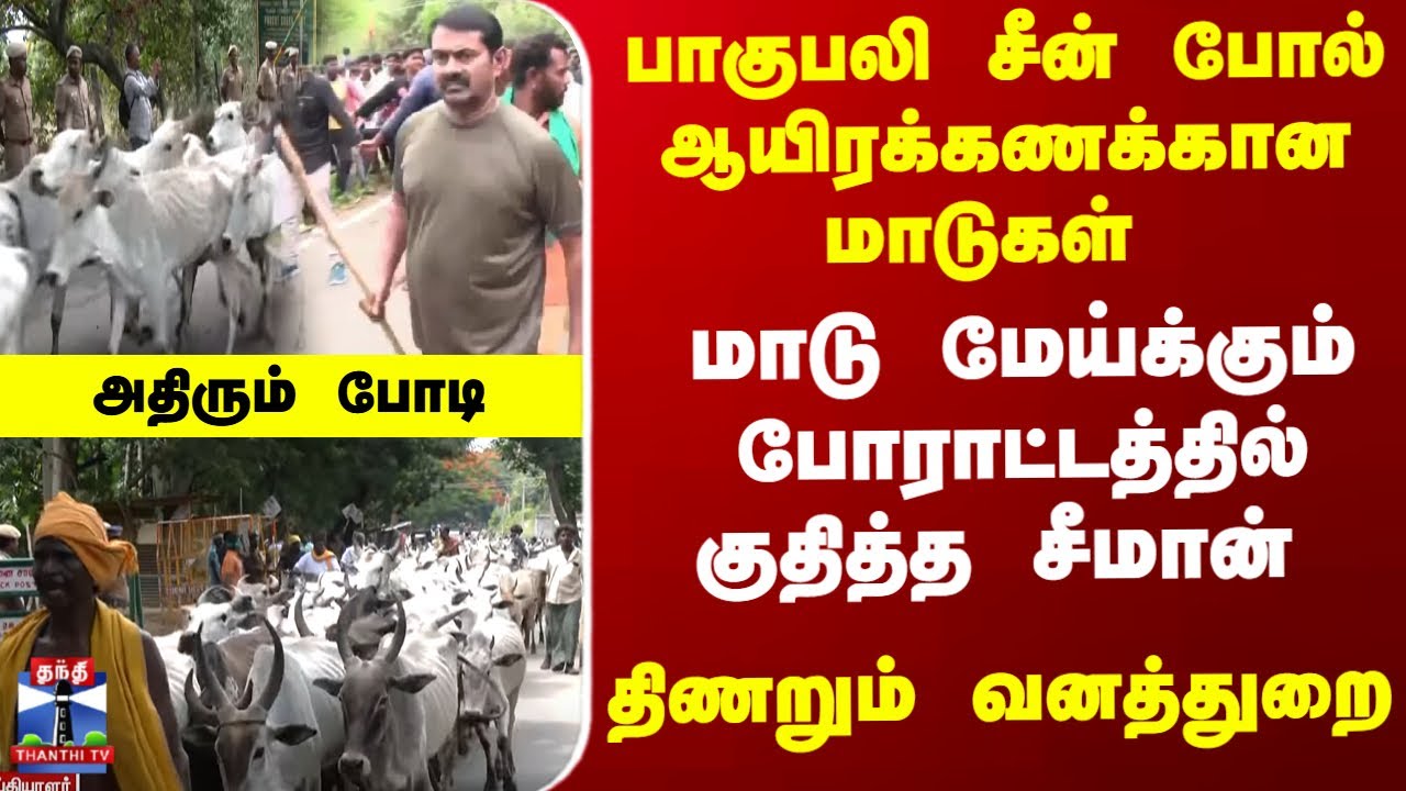 Seeman Cow | மாடு மேய்க்கும் போராட்டத்தில் குதித்த சீமான் - அதிரும் போடி
