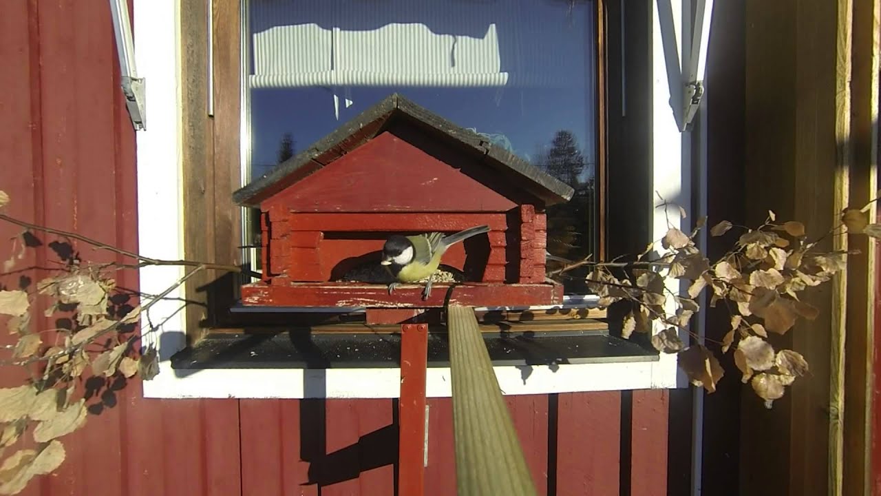 Fågelbord 2013
