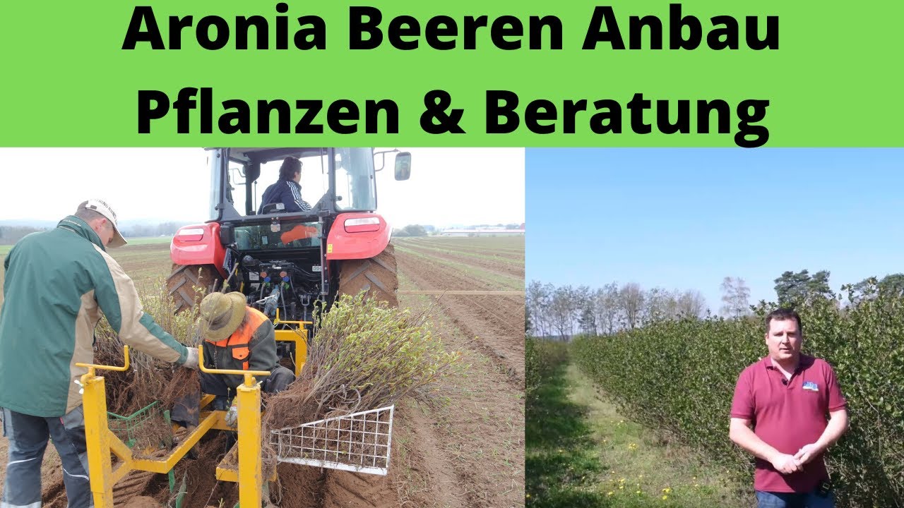 Aronia Beeren Anbau Pflanzen und Beratung