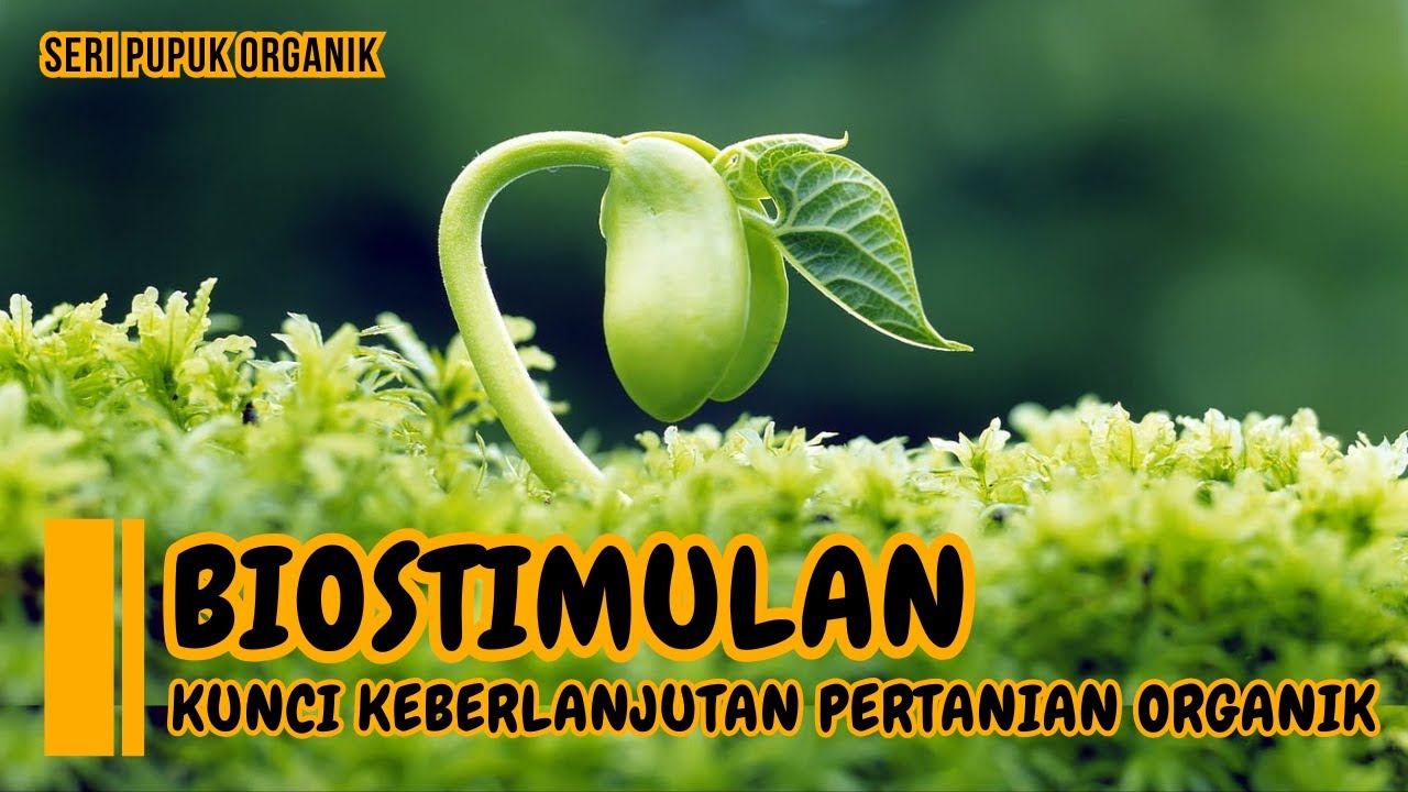 BIOSTIMULAN | Kunci Keberlanjutan Pertanian Organik