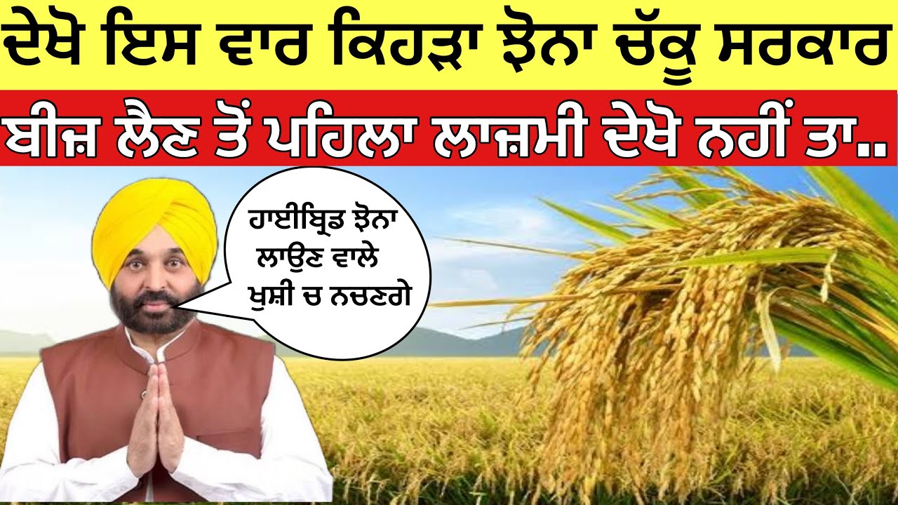 ਝੋਨੇ ਦਾ ਬੀਜ਼ ਲੈਣ ਤੋਂ ਪਹਿਲਾ ਜਰੂਰ ਦੇਖੋ ਇਸ ਵਾਰ ਕਿਹੜਾ ਝੋਨਾ ਚੱਕੂ ਸਰਕਾਰ, ਹਾਈਬ੍ਰਿਡ ਝੋਨਾ ਲਾਉਣ ਵਾਲੇ ਜਰੂਰ ਦੇਖਣ 