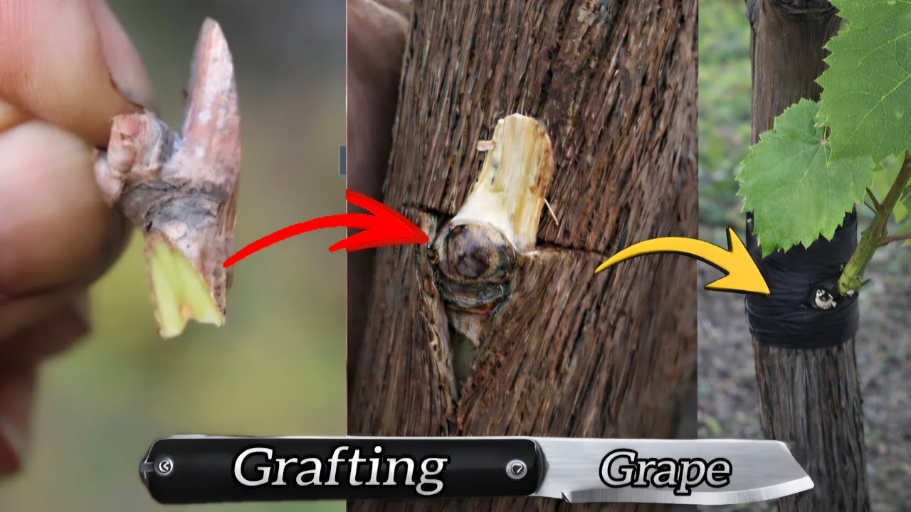 FR SUB: Greffer facilement une nouvelle vari&eacute;t&eacute; de vigne sous l'&eacute;corce