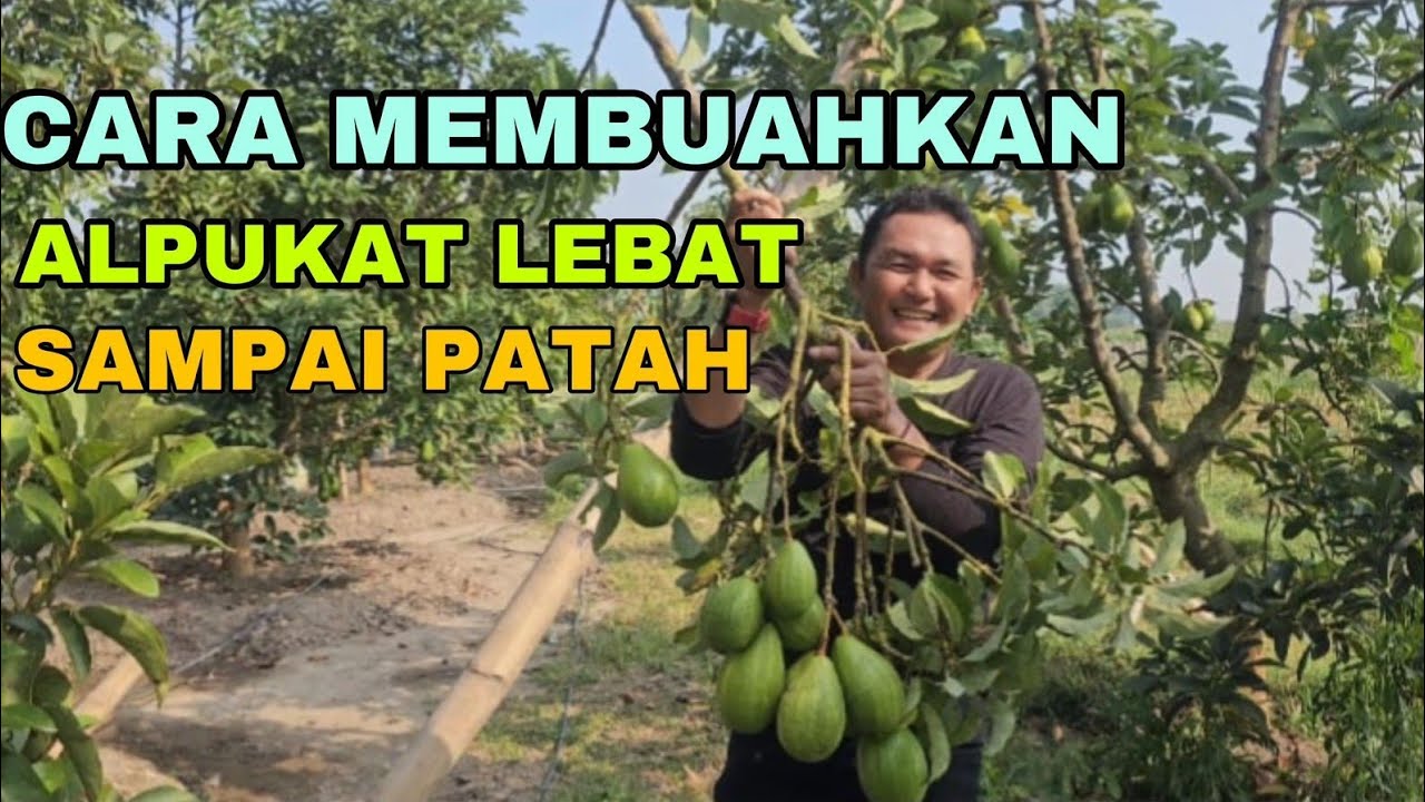 CARA MEMBUAHKAN ALPUKAT AGAR LEBAT SAMPAI PATAH 😂