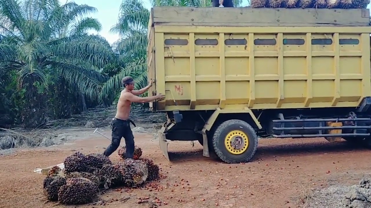 ANGKUTAN BUAH PT 2 MOBIL SIAP DI BERANGKATKAN