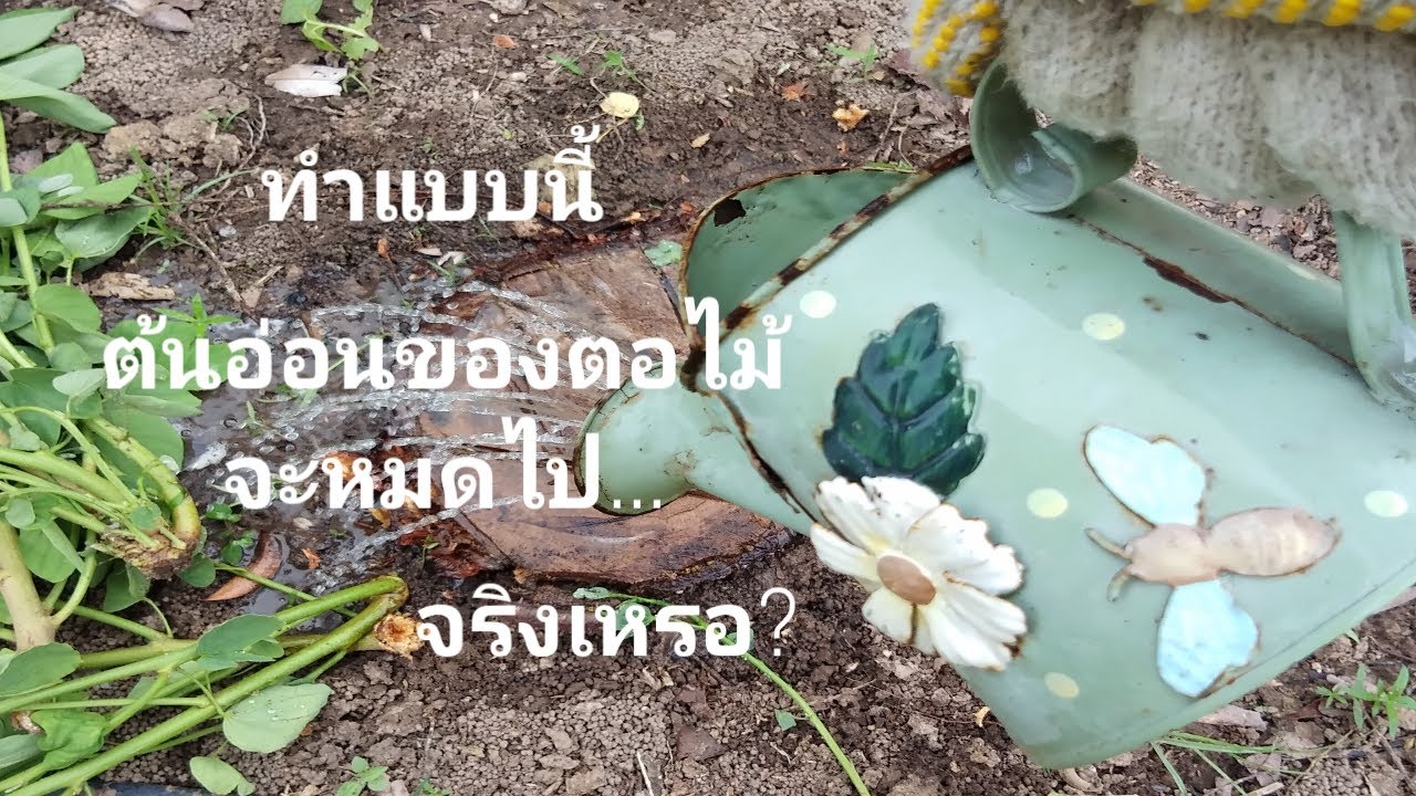 ทำแบบนี้ ต้นอ่อนของตอไม้จะหมดไป...จริงเหรอ? ไม่ต้องใช้สารเคมี ใช้วิธีธรรมชาติ l ชีวิตดีวิถีธรรม 13