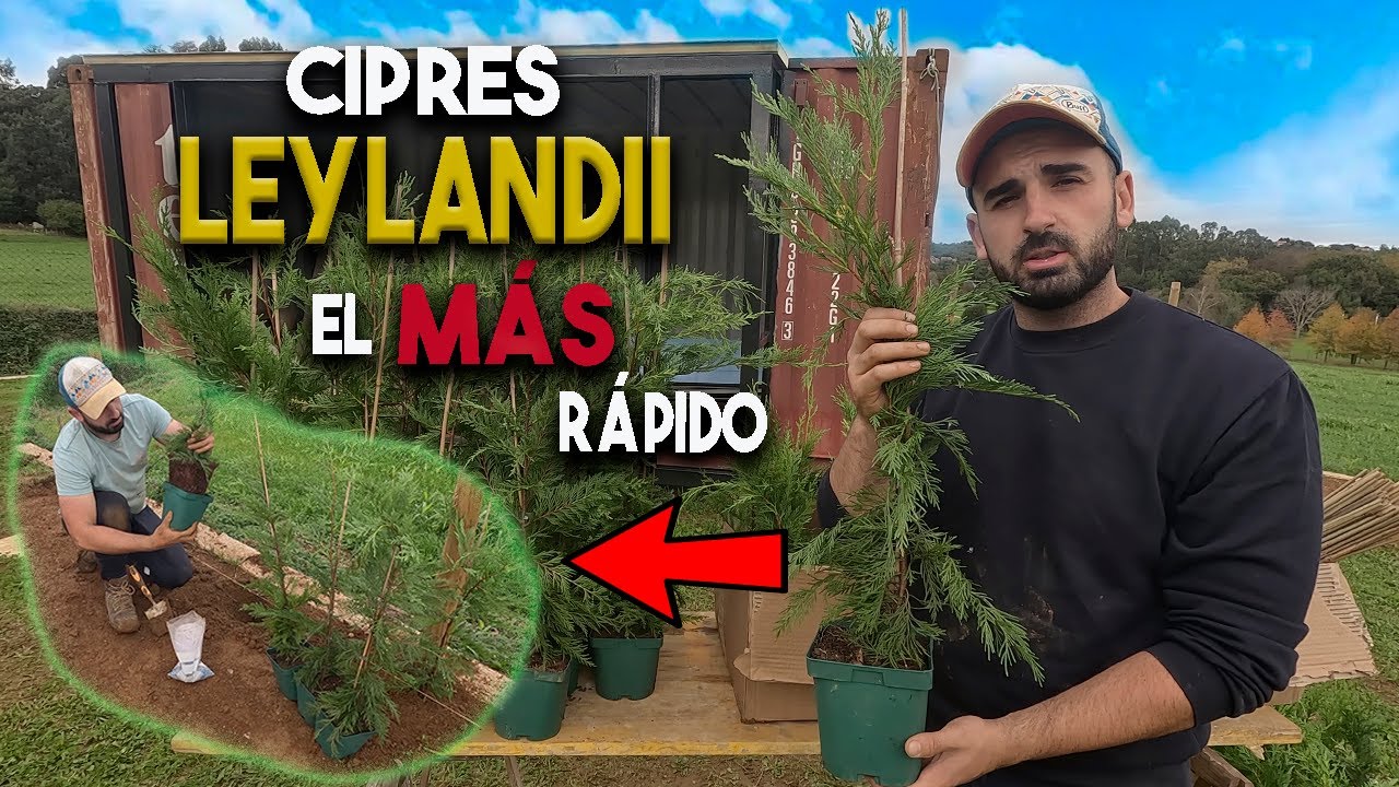 Como Plantar un SETO Paso por Paso consejos y trucos | Cipres Leylandii