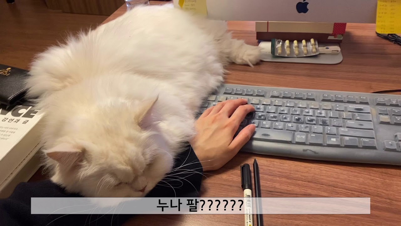 하콘 사무실 업무방해 고양이 다루는 법 [오피스Vlog]