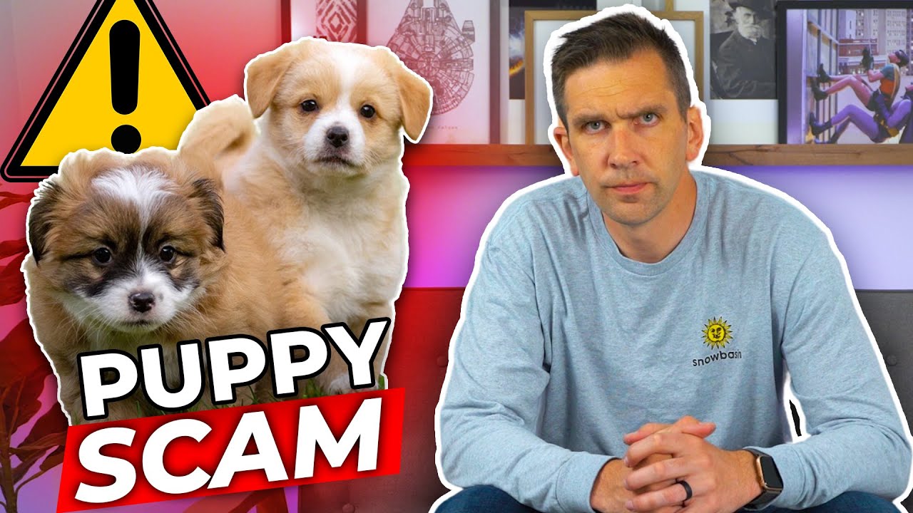 Watch Out For Puppy Scammers!