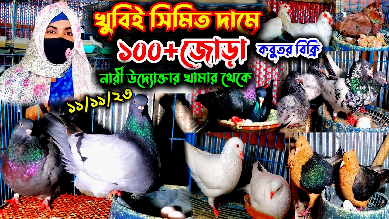 ডিম বাচ্চা সহ ১০০ জোড়া কবুতর বিক্রি একদম পানির দামে | খুবই সীমিত দামে কবুতর কিনুন তুলি আপার খামার |