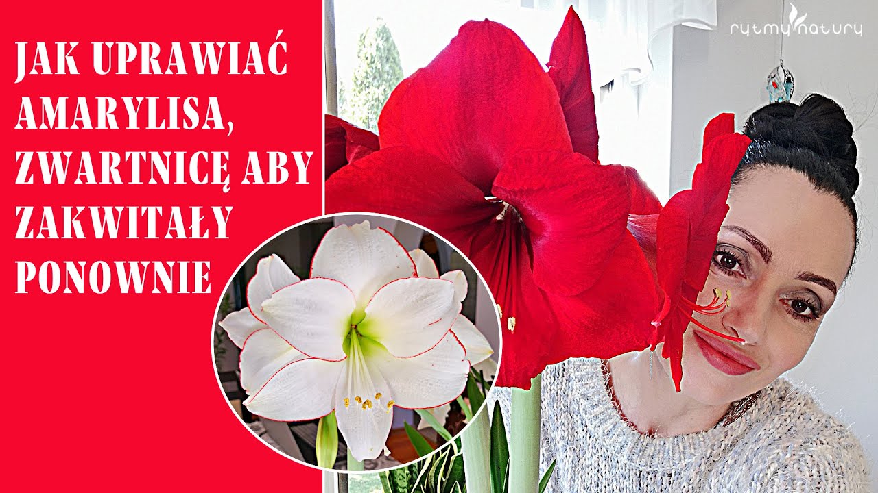 Jak uprawiać amarylisa, zwartnicę /hippeastrum/ aby ponownie zakwitały