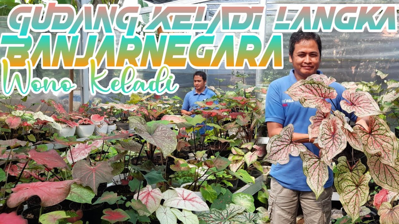 HP : 085227302000  BLUSUKAN DI WONO KELADI PUSATNYA KELADI HIBRID BANJARNEGARA❗JUAL BIJI KELADI JUGA