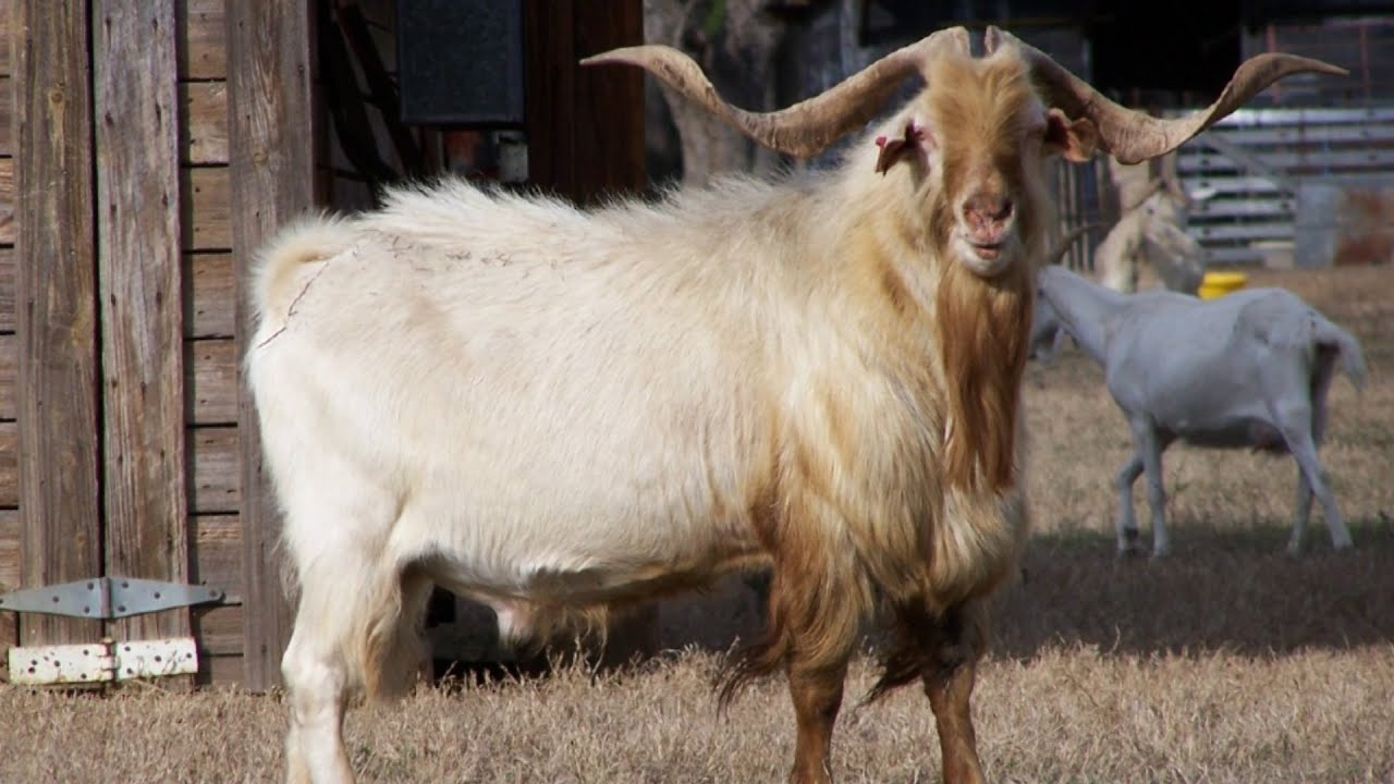 Kiko Meat Goats | Fast Growing Virtually Indestructible
