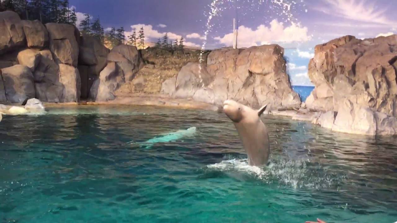 名古屋港水族館ベルーガの公開トレーニング【ハプニング映像！】