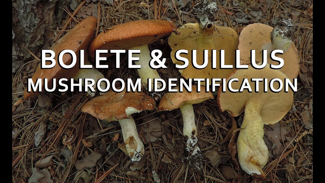 Bolete & Suillus Mushroom Identification with Adam Haritan